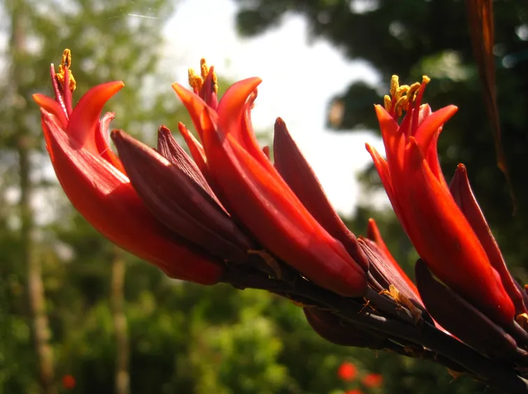 Phormium nel momento della fioritura