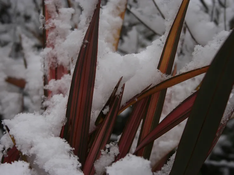 Phormium coperto da abbondante nevicata