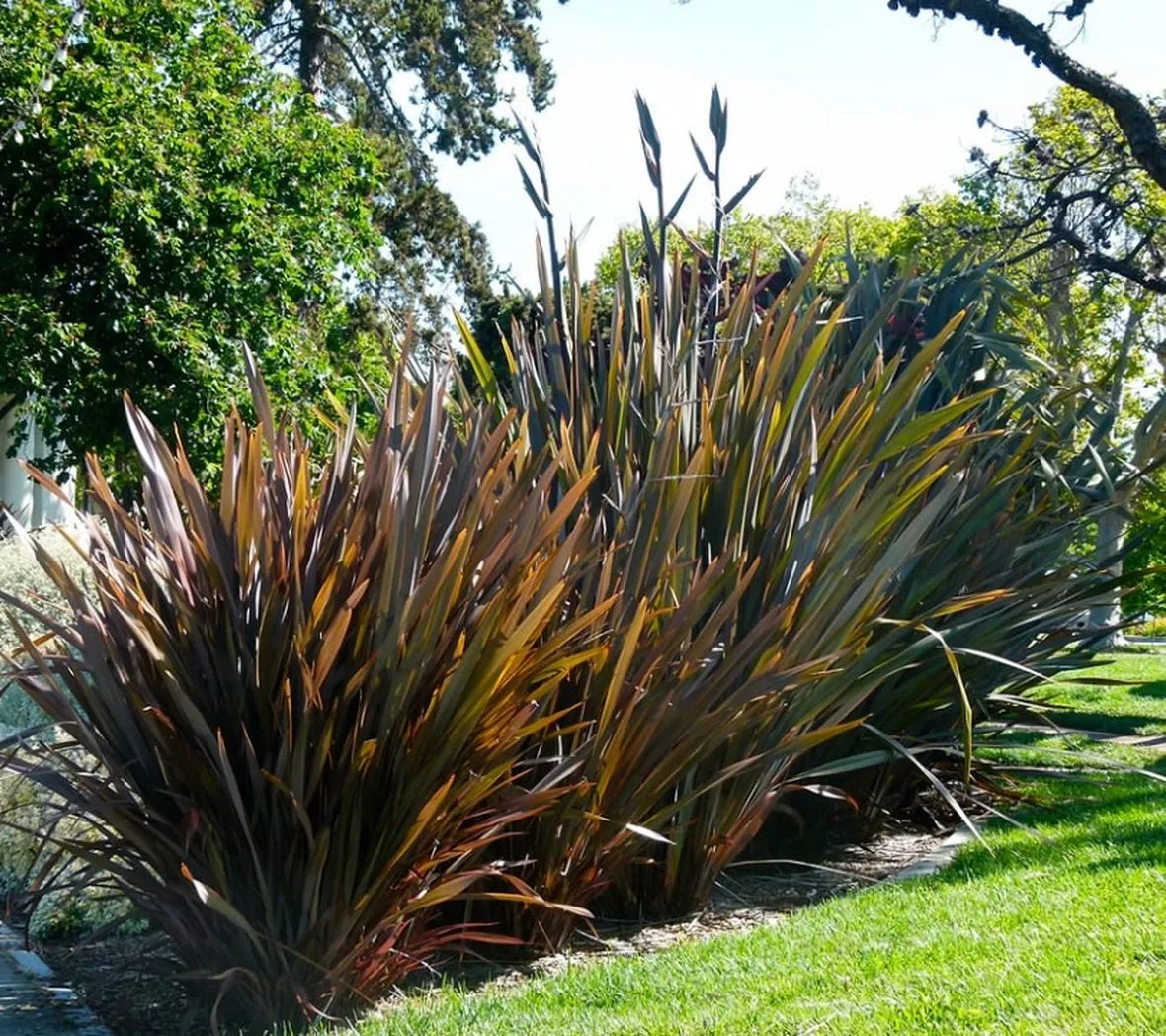Esemplari adulti di phormium