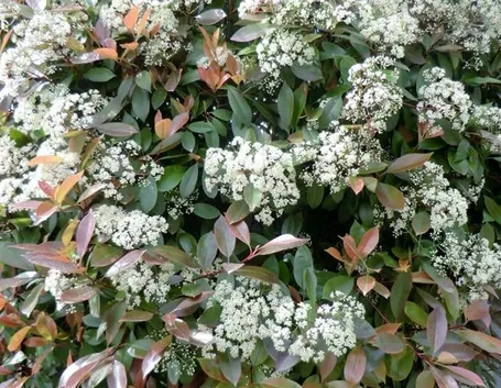 Un esemplare di photinia red robin fiorita