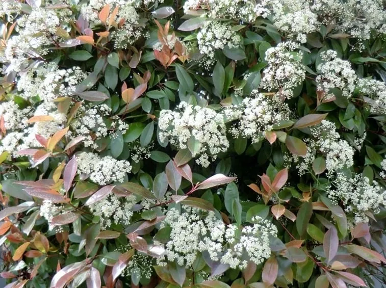Un esemplare di photinia red robin fiorita