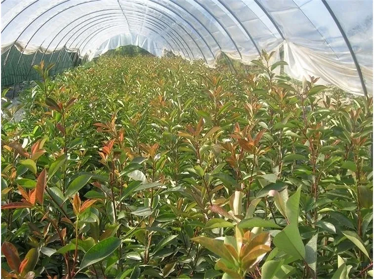 Giovani esemplari di photinia red robin