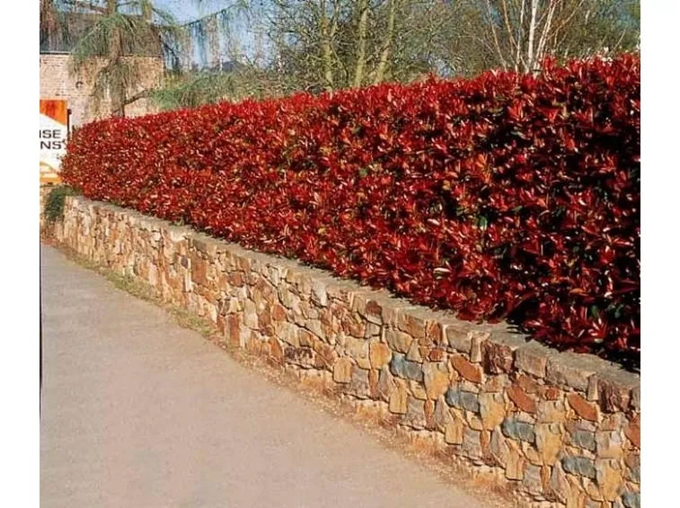 Un esempio di siepe realizzata con la photinia red robin