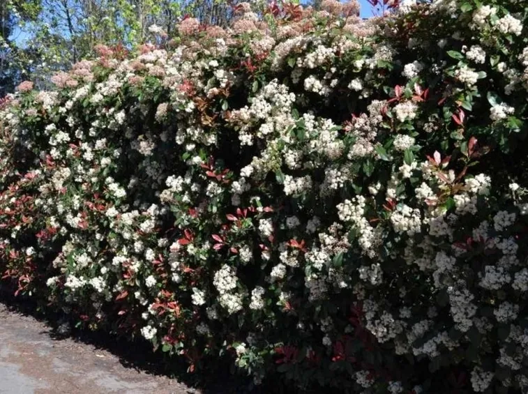 Una splendida siepe di photinia red robin fiorita