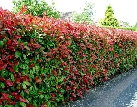 siepe di photinia