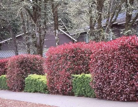 cespugli photinia