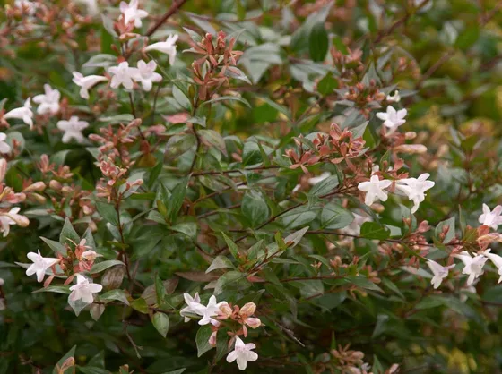 Esemplare abelia
