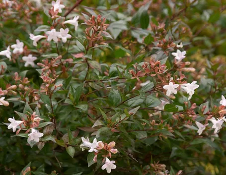Esemplare abelia