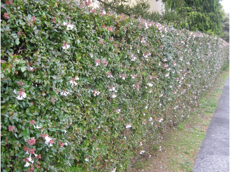 Siepe abelia giardino