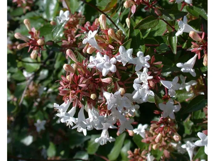 Fioritura abelia