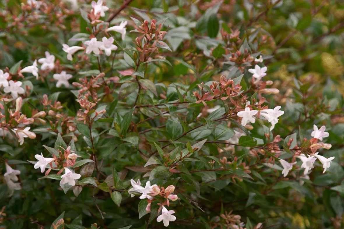 Esemplare abelia