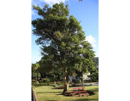 Pianta di Laurus nobilis