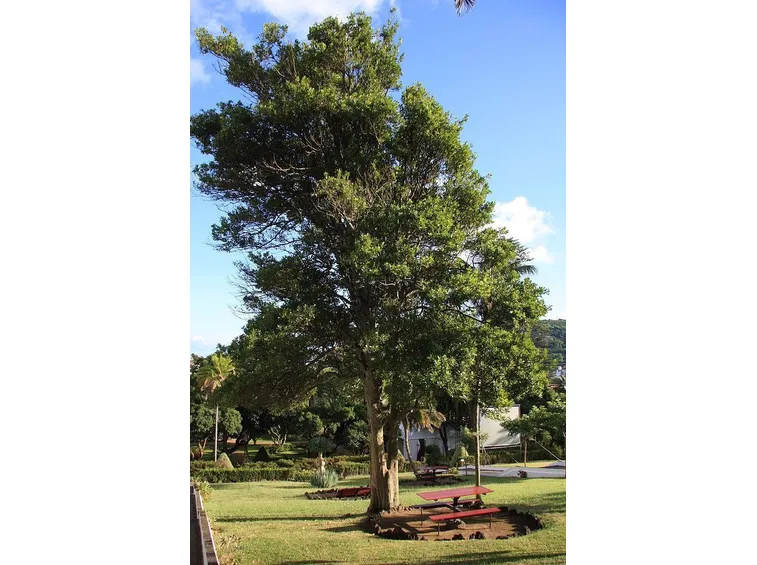 Pianta di Laurus nobilis