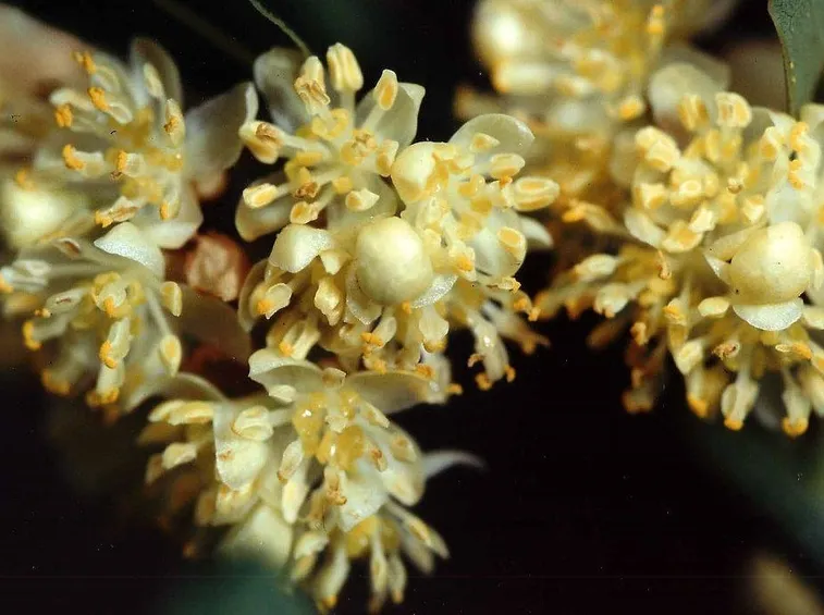 Fiori di Laurus nobilis
