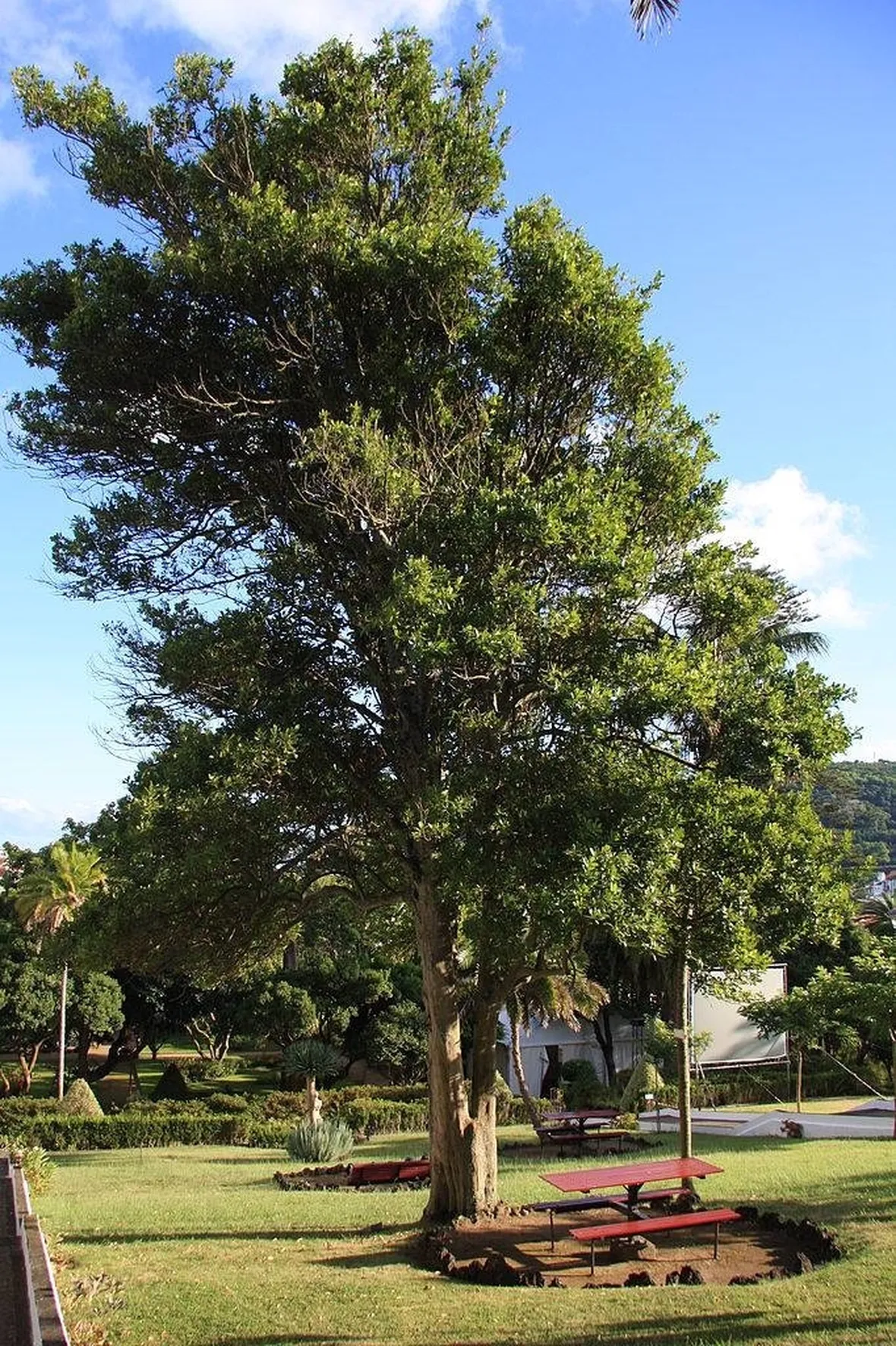 Pianta di Laurus nobilis
