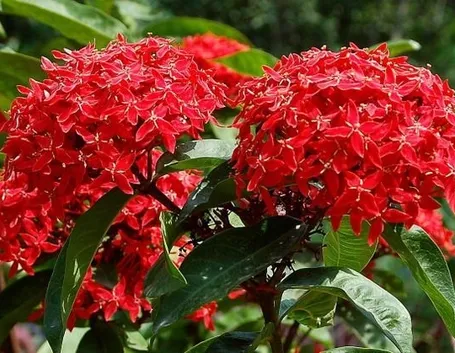 Infiorescenze rosse di Ixora