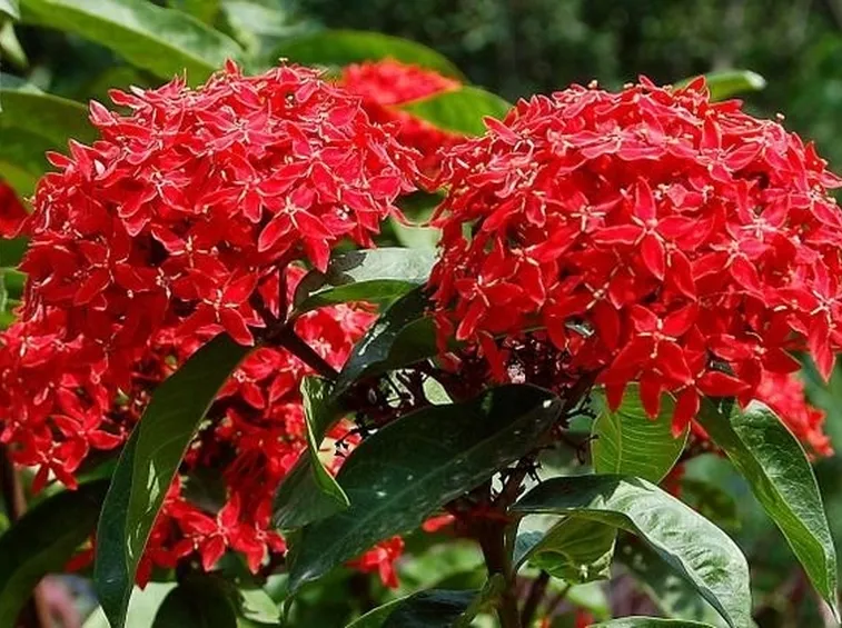Infiorescenze rosse di Ixora