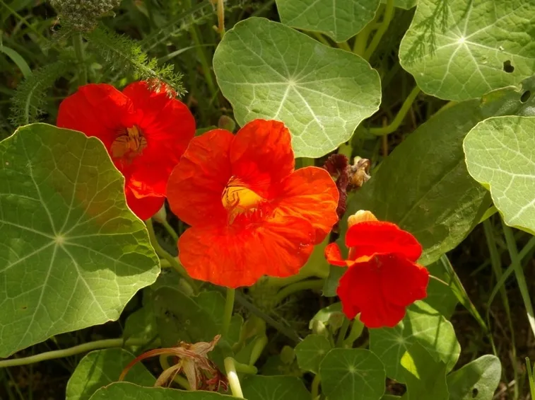 Fiori e foglie di Nasturzio