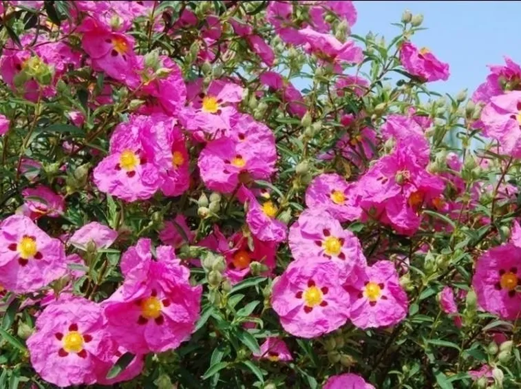 Fiori e piante di Cisto