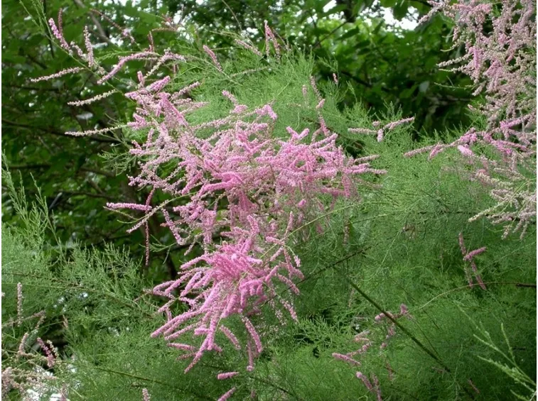 Arbusto in fiore di Tamerice