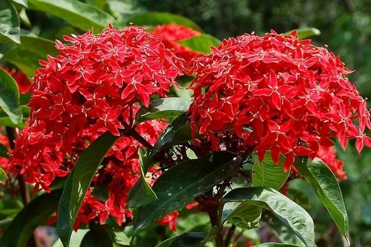 Infiorescenze rosse di Ixora