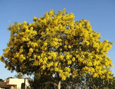 un albero di mimosa