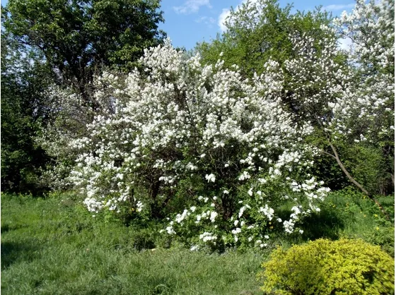Arbusti di gelsomino