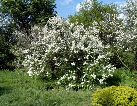 Arbusti di gelsomino