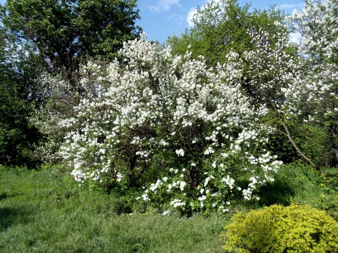 Arbusti di gelsomino