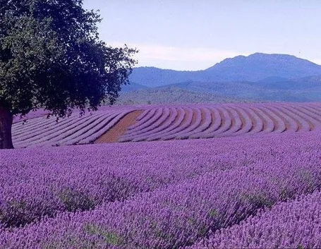 Coltivazione di lavanda