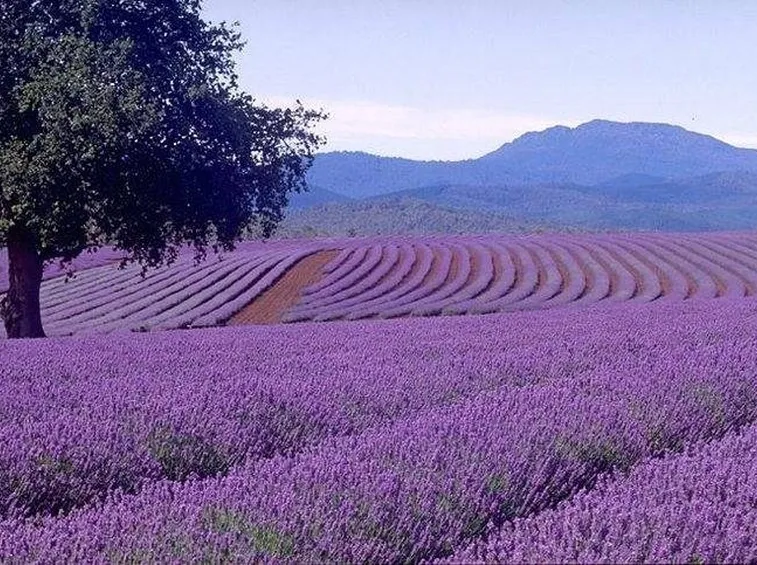 Coltivazione di lavanda