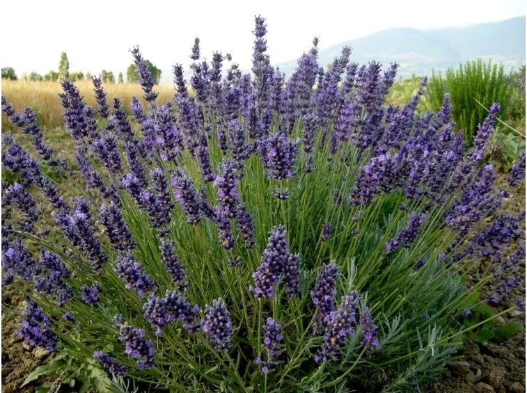 Pianta di lavanda