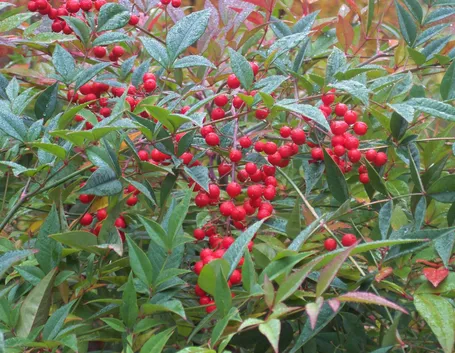 Un esemplare di pianta nandina con le bacche rosse