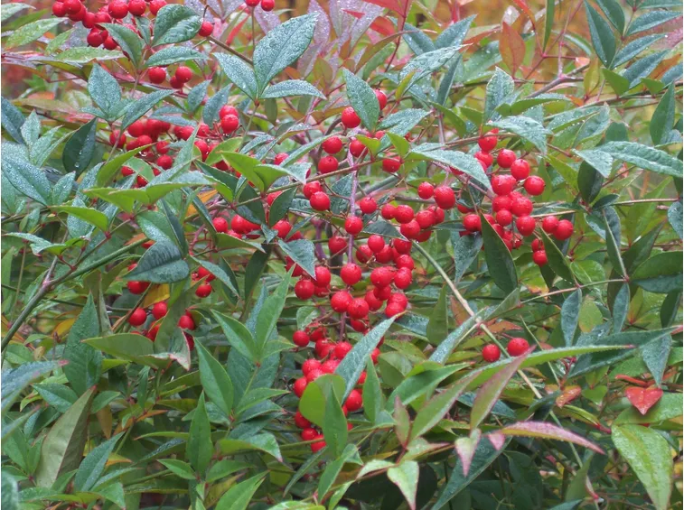 Un esemplare di pianta nandina con le bacche rosse