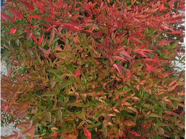 Una pianta nandina dalle foglie rosse