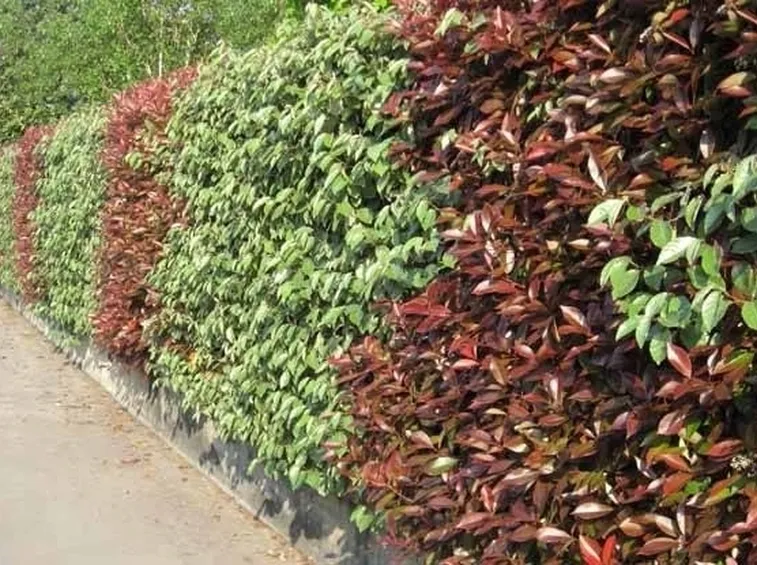 Una siepe di pianta nandina