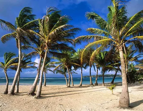 Piante di palme su una spiaggia