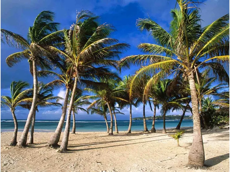Piante di palme su una spiaggia