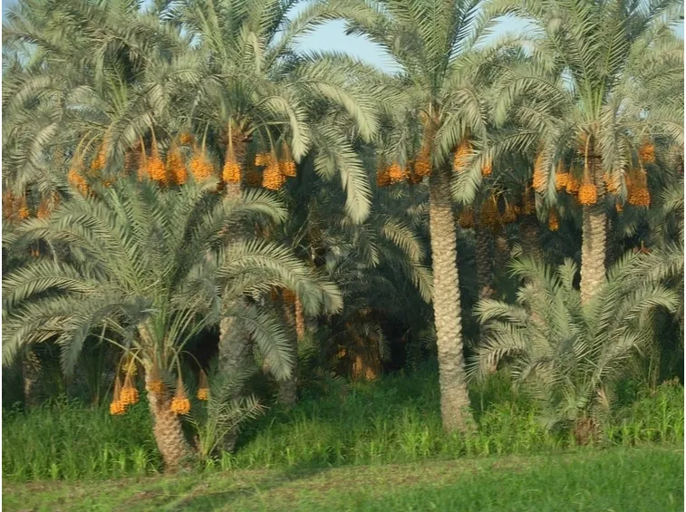 Palme da dattero