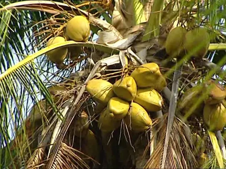 Una palma da noci di cocco