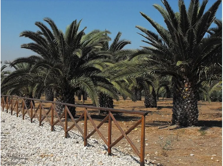 Diversi esemplari di palme in un parco