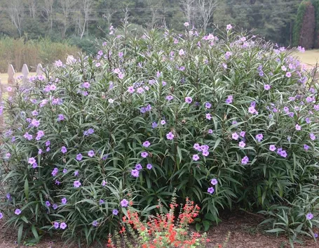 Una ruellia in fiore