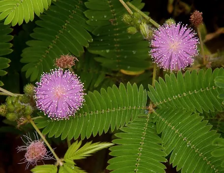Un esemplare di pianta sensitiva dai fiori rosa