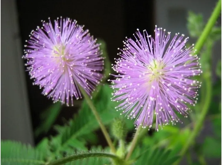 I bellissimi fiori della pianta sensitiva