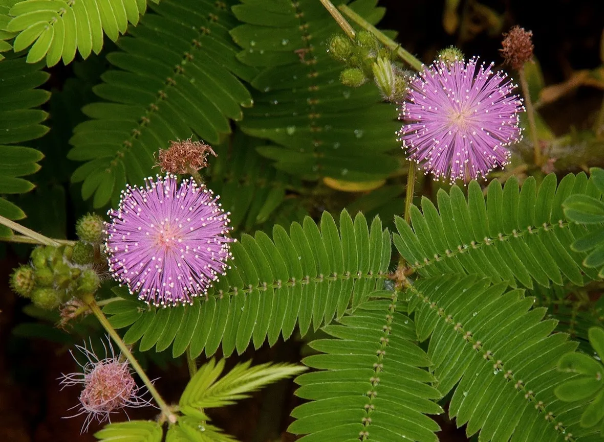 Un esemplare di pianta sensitiva dai fiori rosa