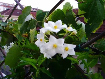 I fiori della pianta solanum