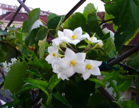 I fiori della pianta solanum