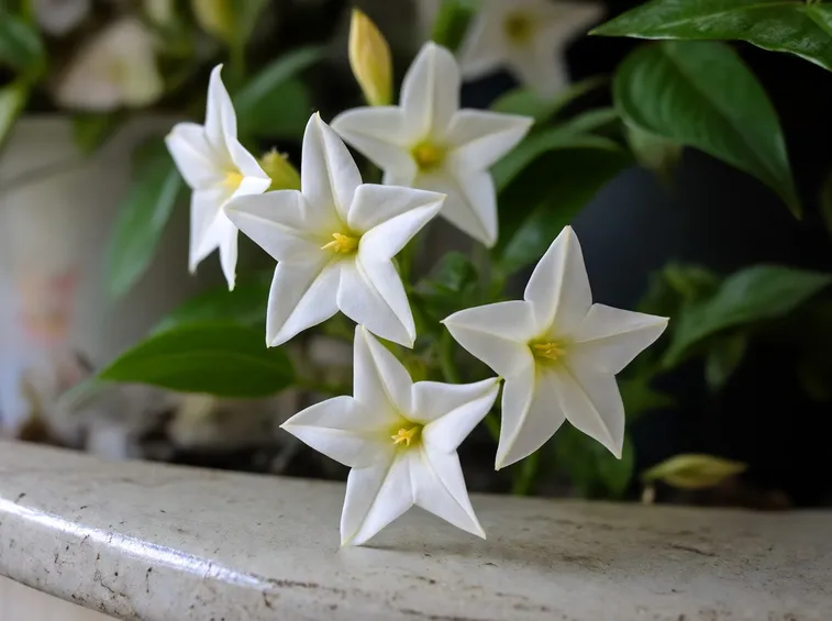 I fiori della solanum jasminoides