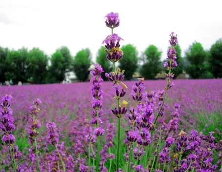 Una pianta di lavanda