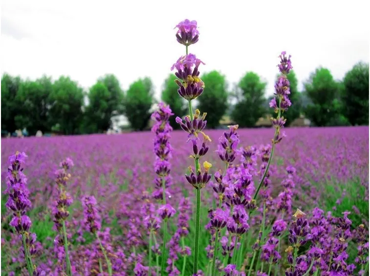 Una pianta di lavanda